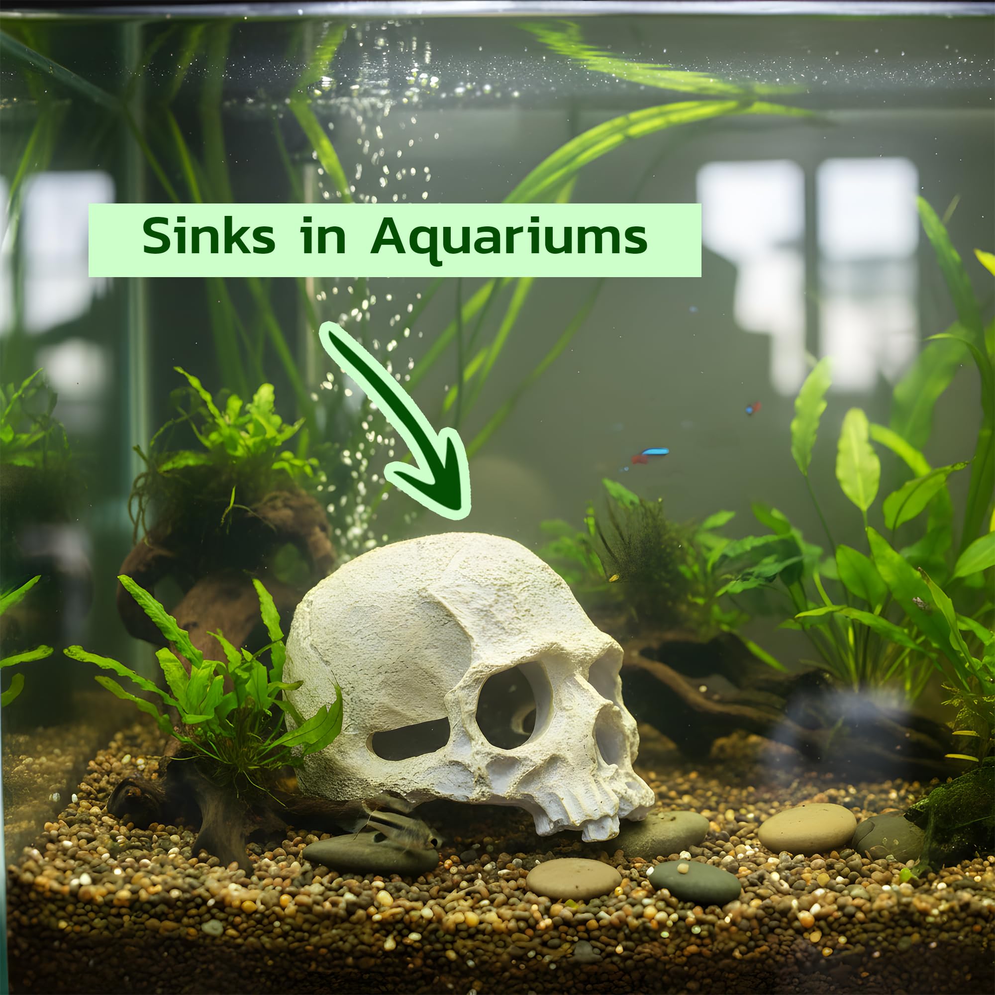 CTWPets cráneo humano, enfoque realista, refugio seguro para bettas y gambas