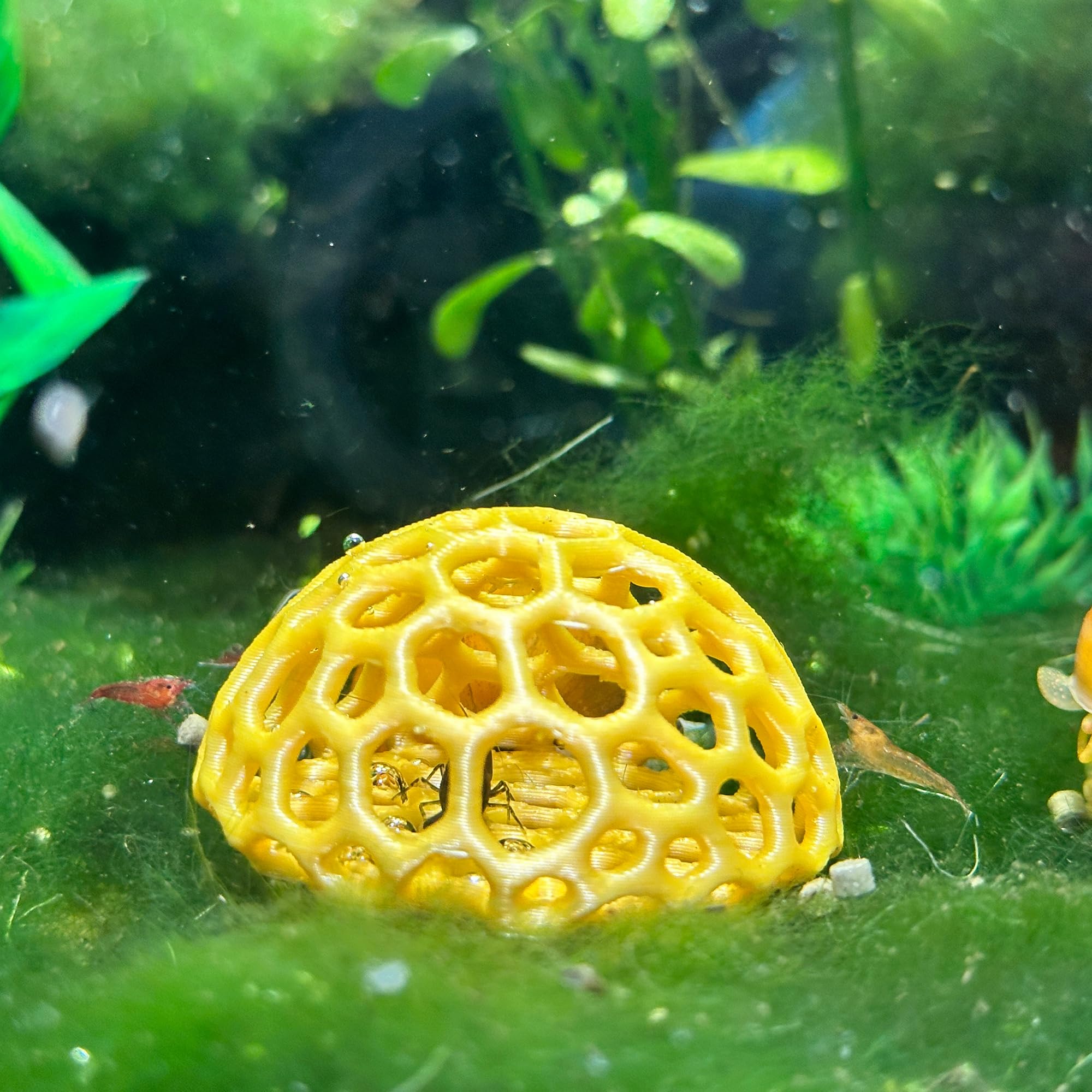 CTWPets domo refugio para camarones cereza, opción segura para hábitat