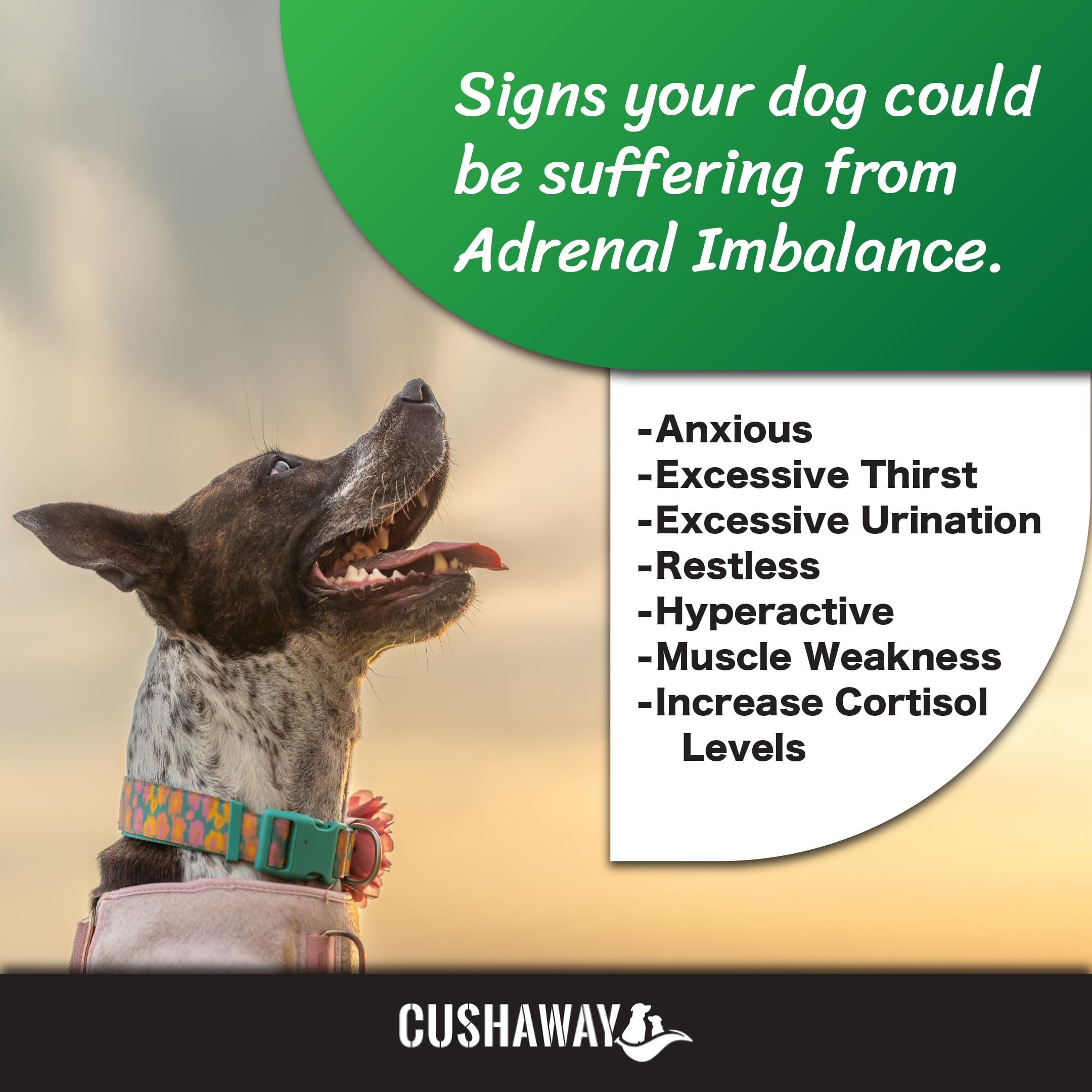 CushAway perro contento tras uso diario, posible mejora del bienestar