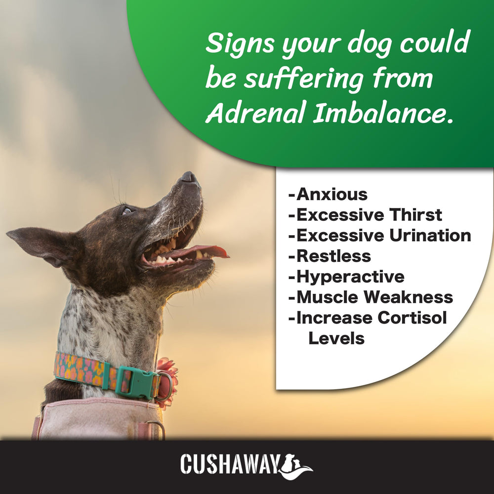 CushAway perro contento tras uso diario, posible mejora del bienestar
