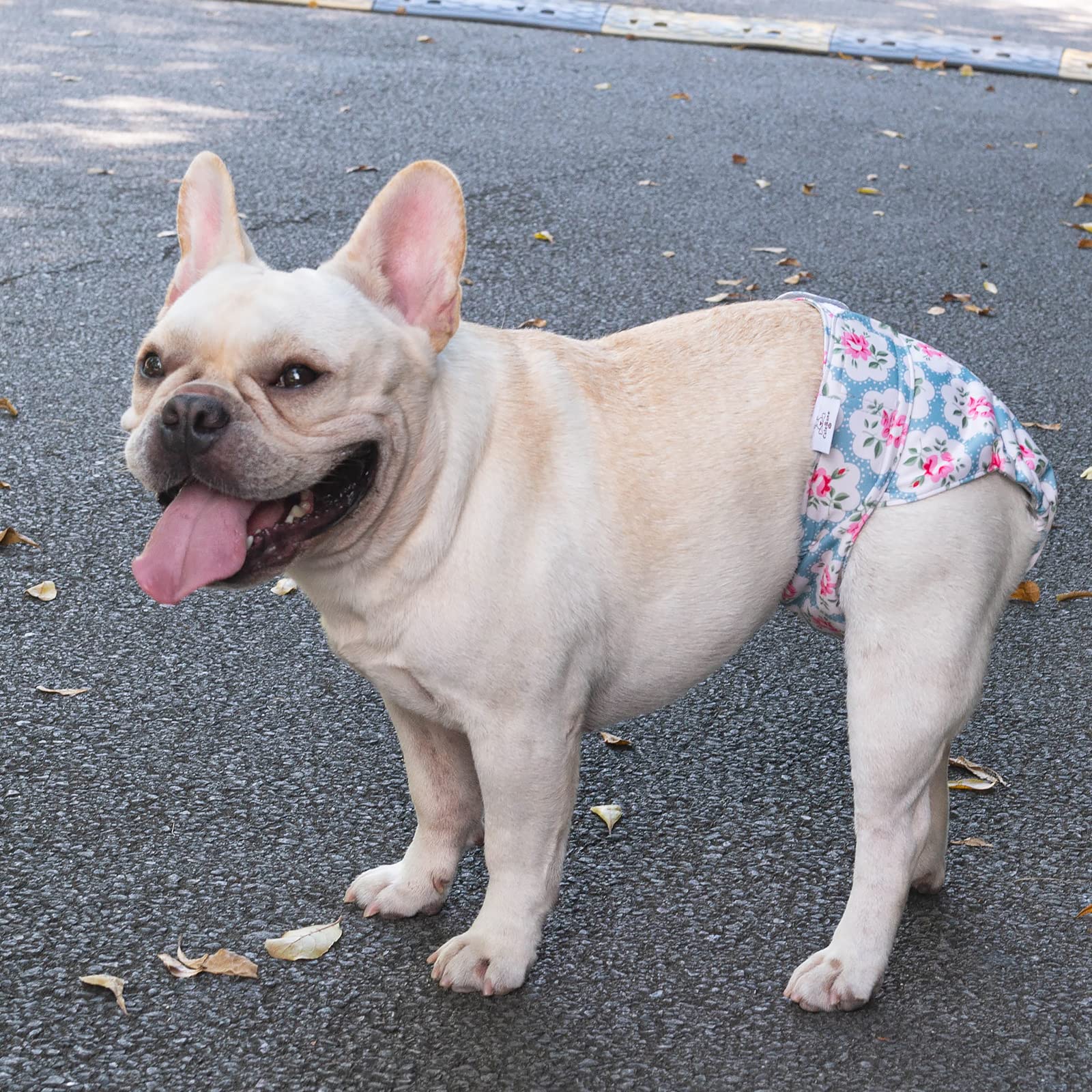 Uso diario y entrenamiento con CuteBone, cómodo para paseos sin accidentes