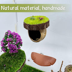 Daerky plataforma escalada para araña, múltiples superficies para explorar.