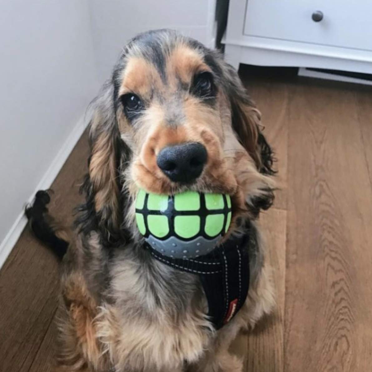 Dawg Grillz bola-diseño premiado, añade diversión visual a las sesiones de juego.
