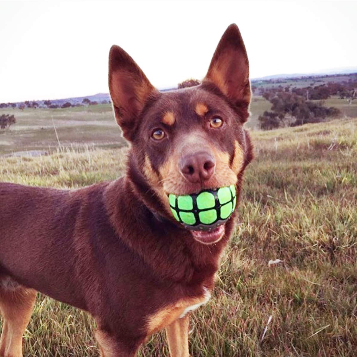 Dawg Grillz bola-flotante, diseñada para juegos en agua y piscina.