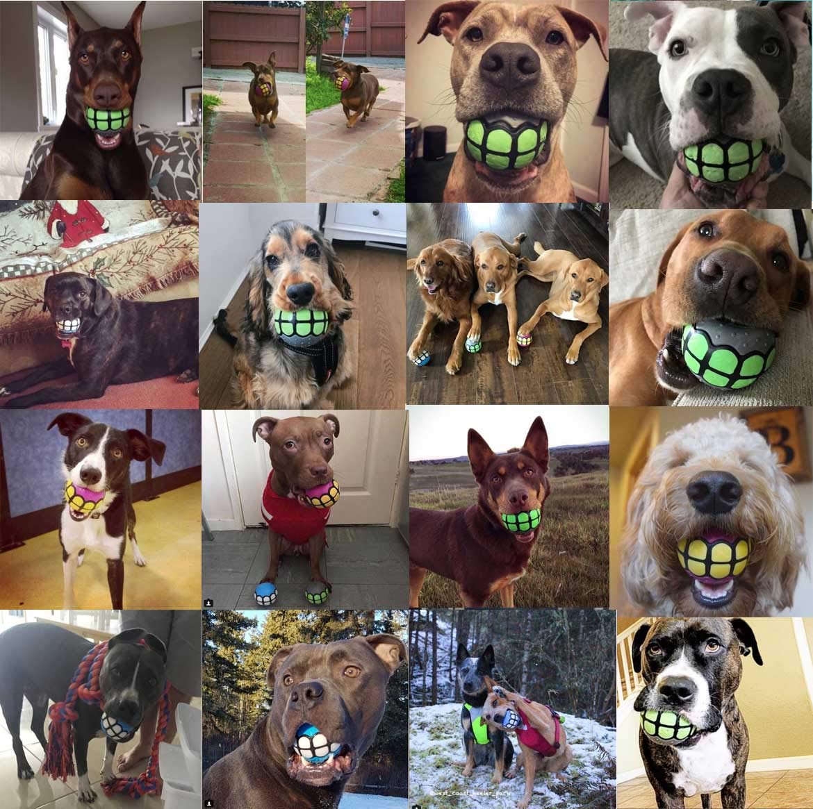 Dawg Grillz bola-diametro tres pulgadas, tamaño adecuado para perros medianos y grandes.