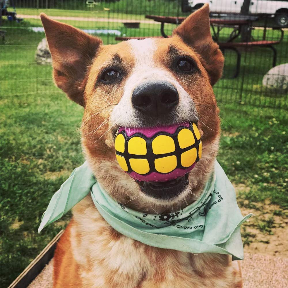 Dawg Grillz bola-vainilla, aroma suave que atrae al perro durante las sesiones.