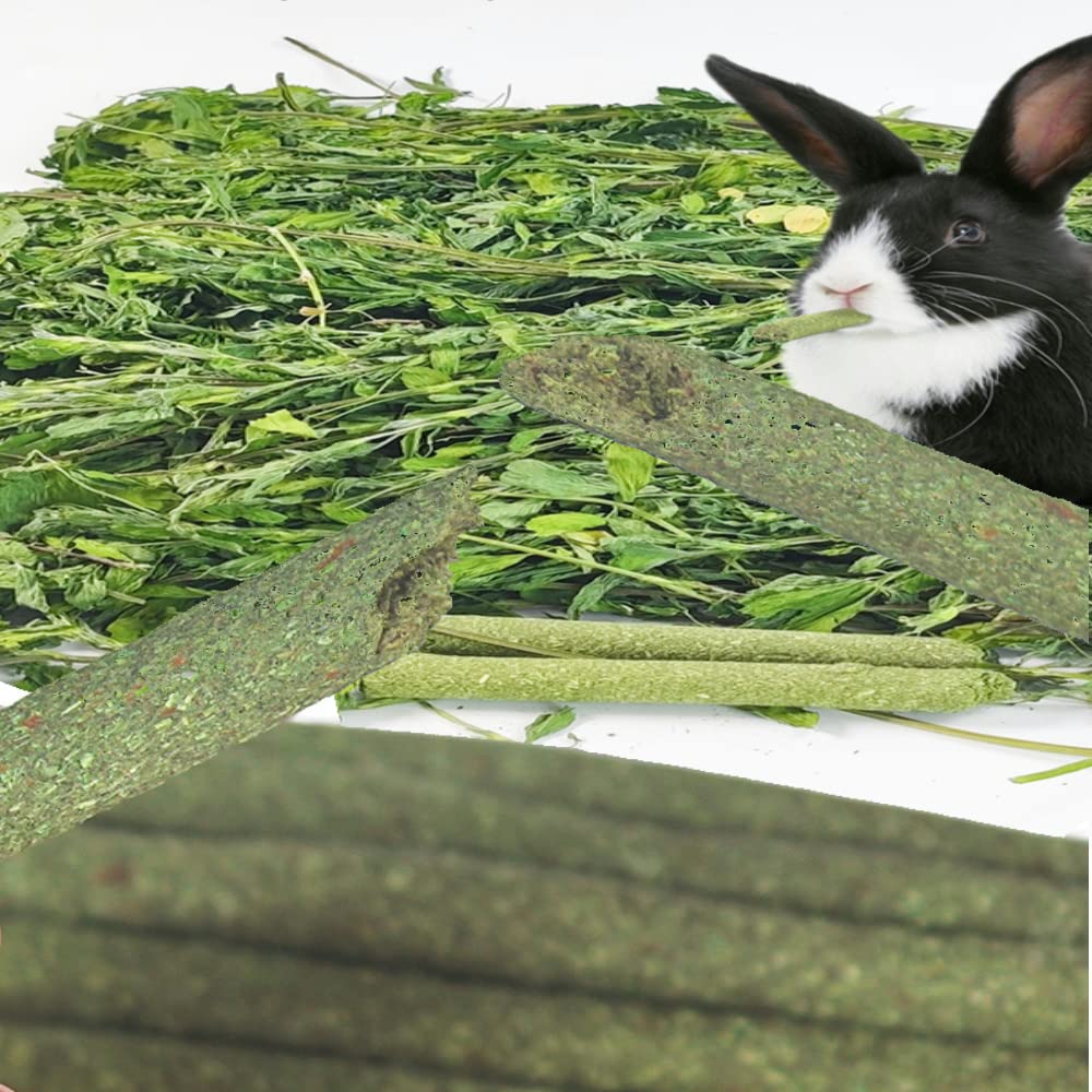 Chinchilla masticando Dbeans Flourithing para entretenimiento