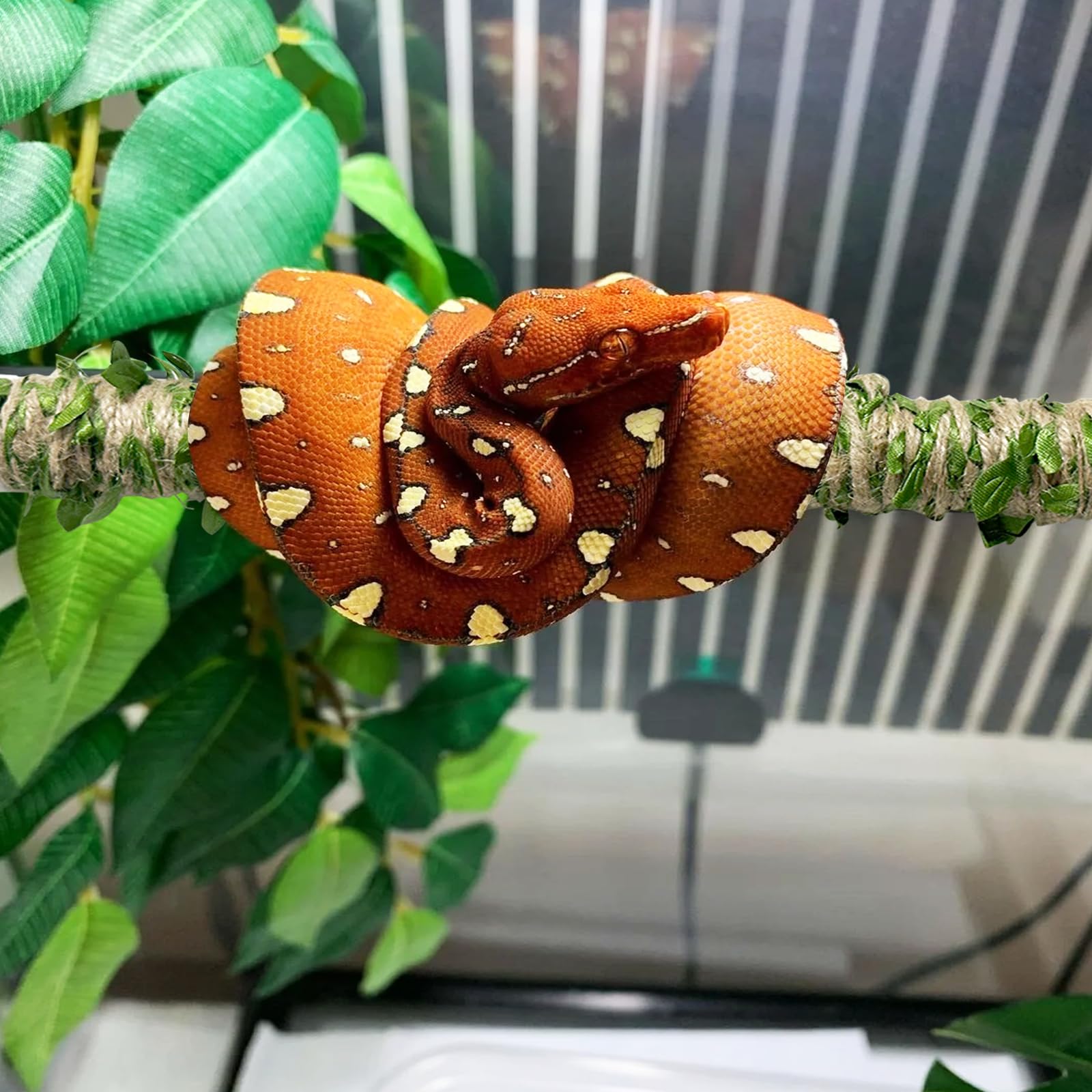 Apoya la muda natural de serpientes dentro del terrario con superficie de escalada.