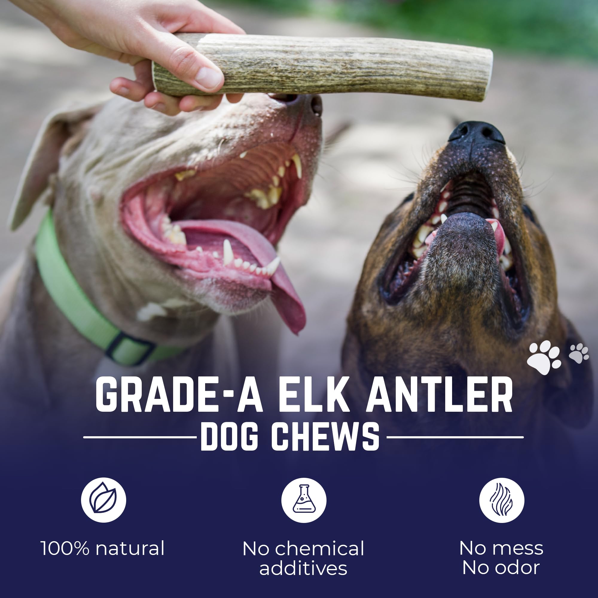 Devil Dog Pet Co: exterior denso para canalizar energía destructiva.