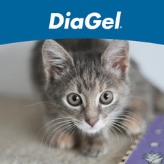 DiaGel gatitos de Van Beek Natural Science, uso en viajes para normalizar la digestión