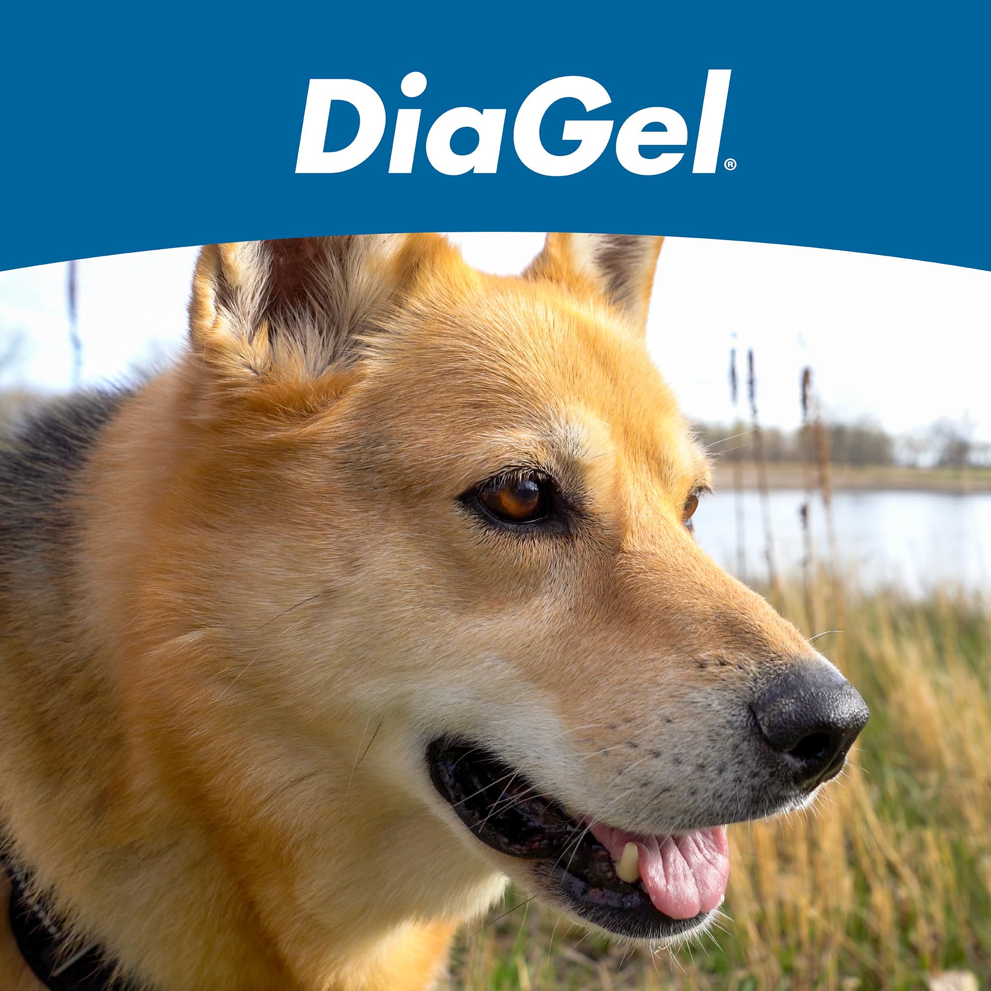 DiaGel para perros grandes durante viajes para mantener el tránsito digestivo.