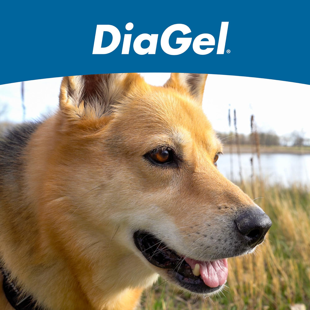 DiaGel para perros grandes durante viajes para mantener el tránsito digestivo.