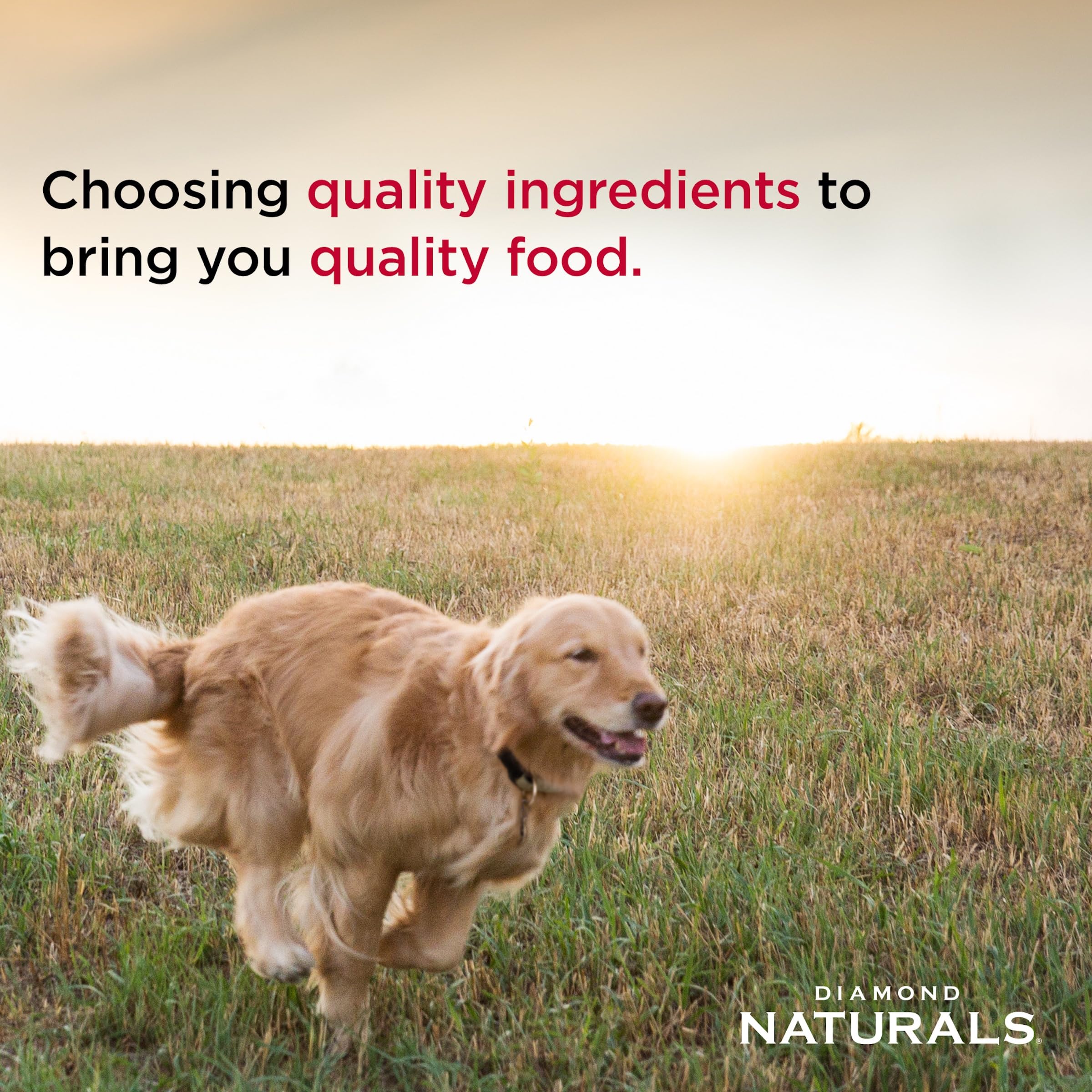 Diamond Naturals probióticos K9 específicos: apoyo digestivo y bienestar general.