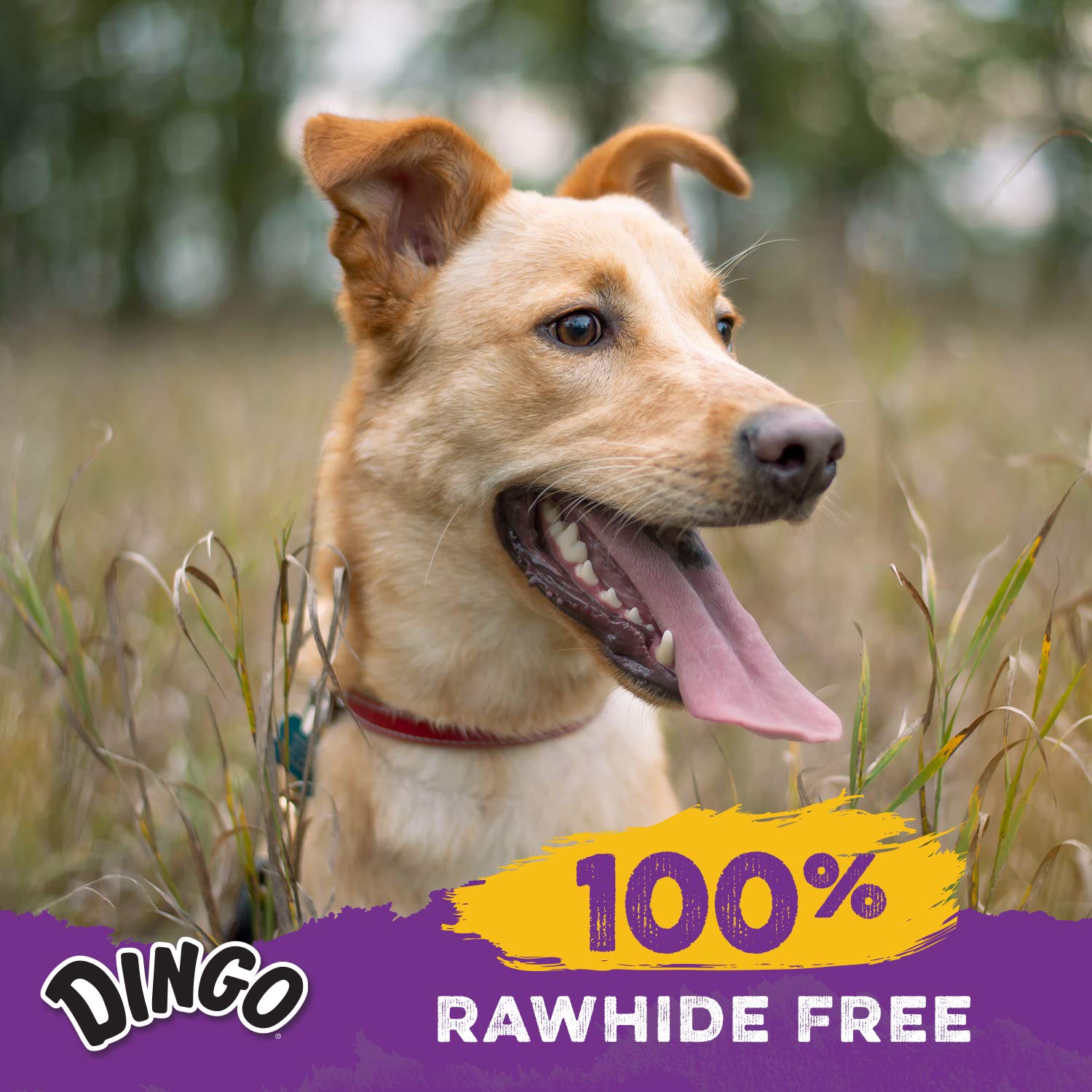 Dingo Delights: perro disfrutando como recompensa sabrosa.