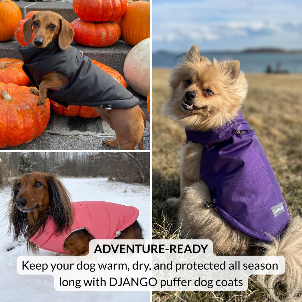 DJANGO Puffer para perro: diseño práctico para paseos de invierno
