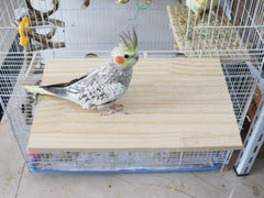 Dnoifne-madera-natural-aves: material seguro para masticar y descanso.