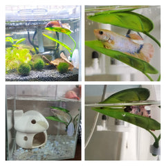 DODOAQUA material de calidad de la hoja Betta, uso duradero.