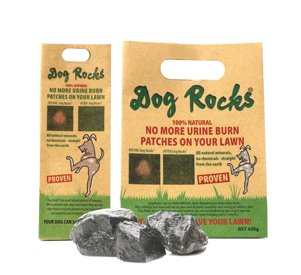 Envase de 3 unidades de Dog Rocks para colección familiar