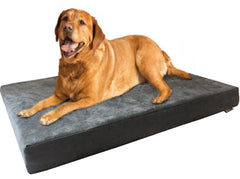 Dogbed4less XL con soporte ortopédico de gel para articulaciones cómodas.