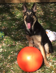 Balón Doggie Dooley resistente flotando en agua, perfecto para juegos acuáticos.