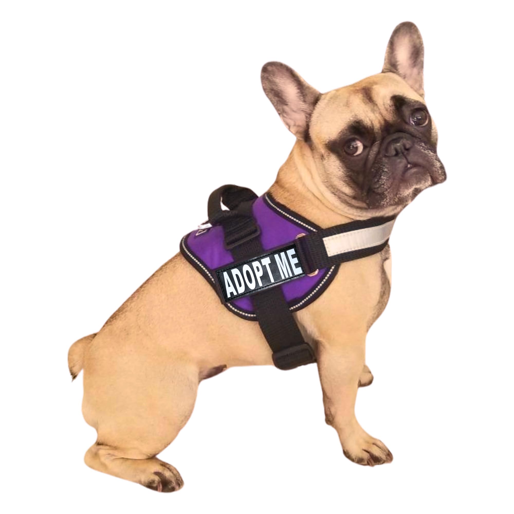 Doggie Stylz Adopt Me Arnés Nylon: cómodo y seguro para paseos diarios.