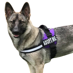 Doggie Stylz adoptame: arnés de nylon reflectivo para mayor visibilidad.