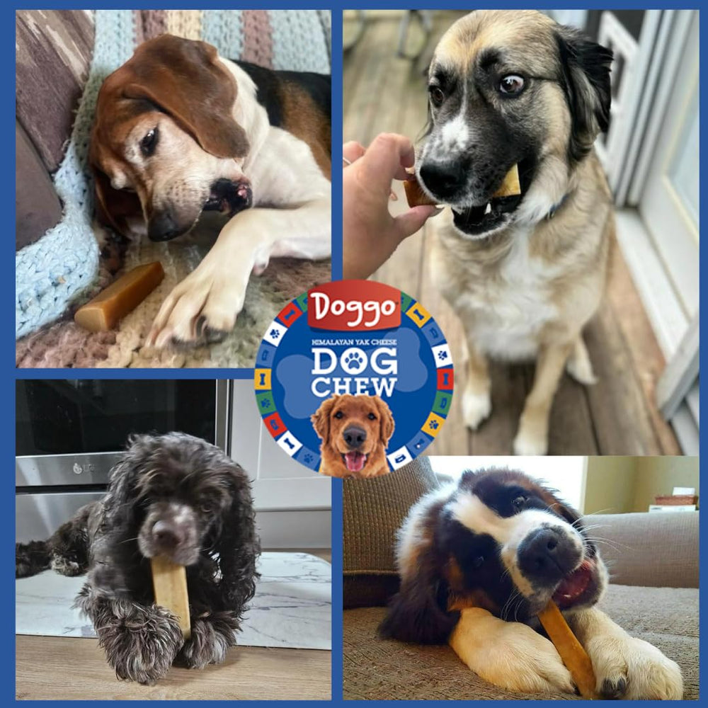 Doggo Dog Chew: libre de conservantes artificiales para masticar con confianza.