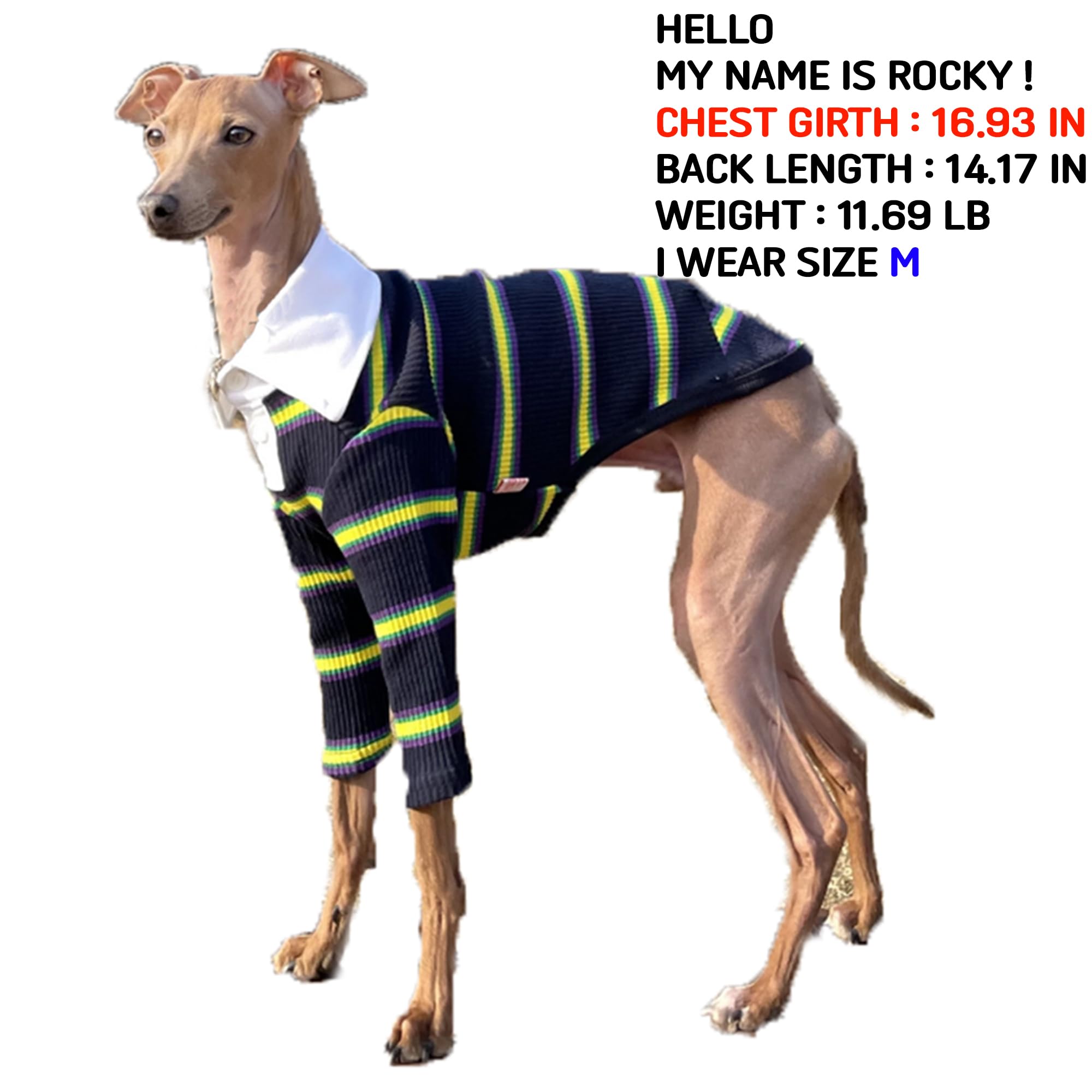 Doggystar camiseta galgo dorso con cuello navy, ajuste cómodo.