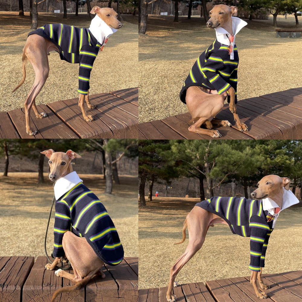 Doggystar camiseta galgo tejido elástico, facilita ponérsela.