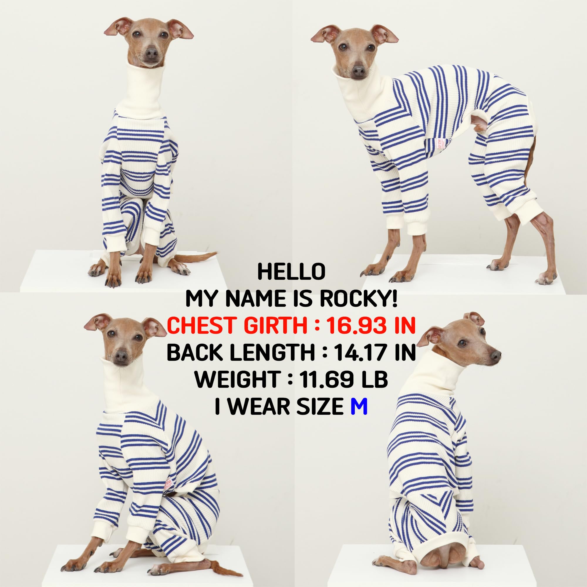Ropa Doggystar para whippet: mono azul con rayas para movimiento suave.