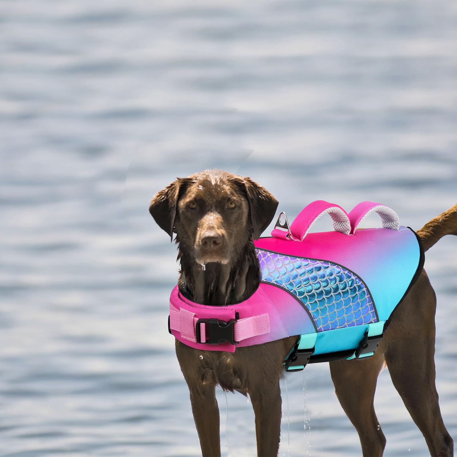 Doglay chaqueta salvavidas ideal para actividades acuáticas diarias con perros.