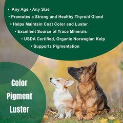 Dogzymes Alga Noruega Orgánica, uso diario, posible apoyo a funciones glandulares.