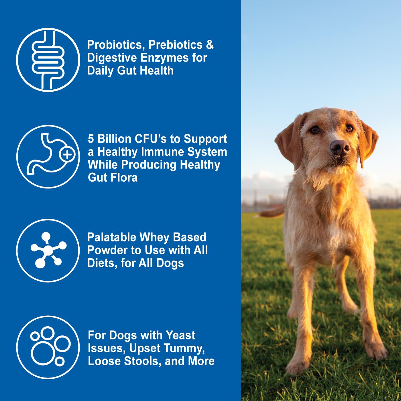 Dogzymes ingredientes orgánicos y de grado humano