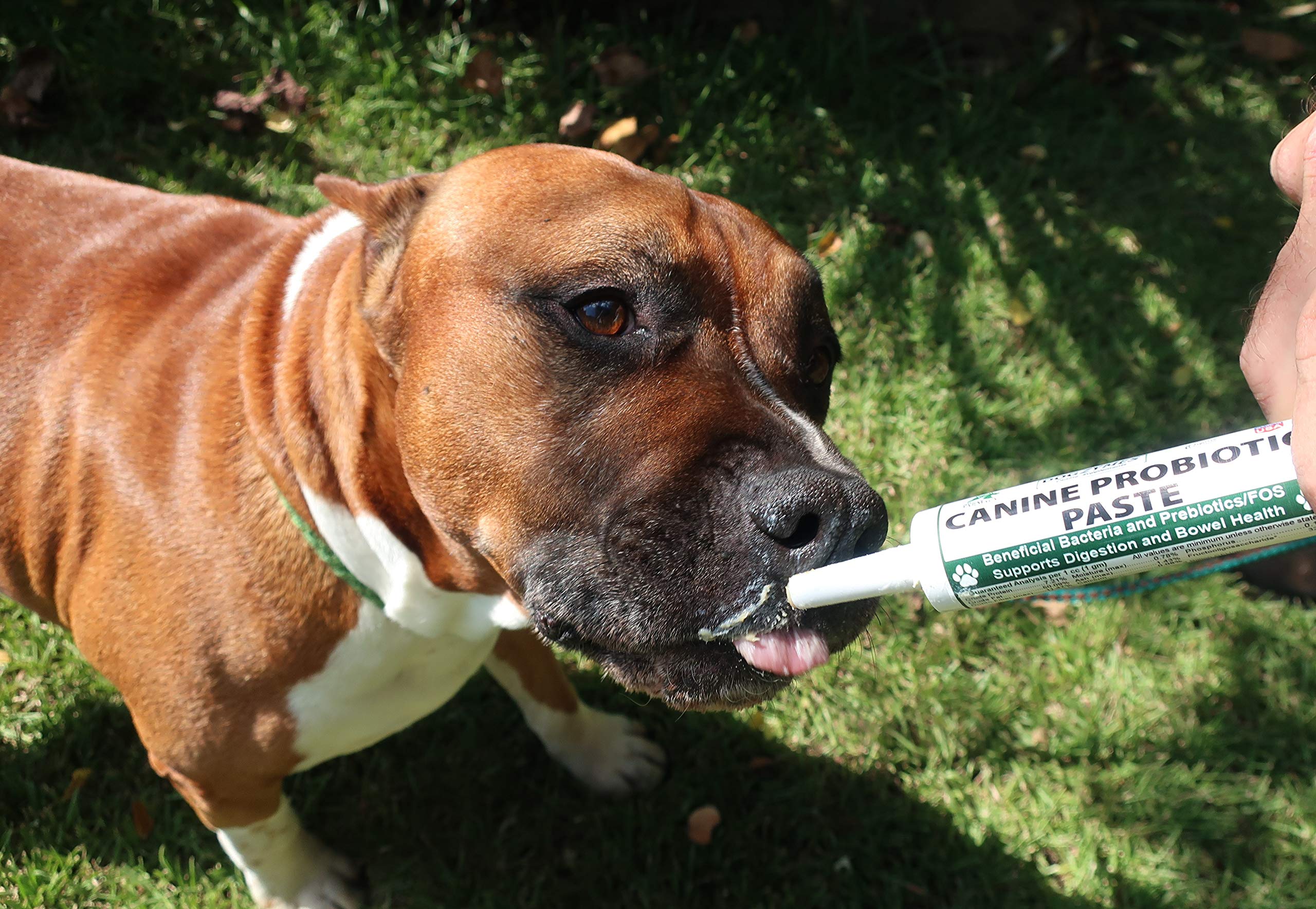 Dogzymes pasta probiótica para perros, sabor miel deshidratada para facilitar la ingesta.