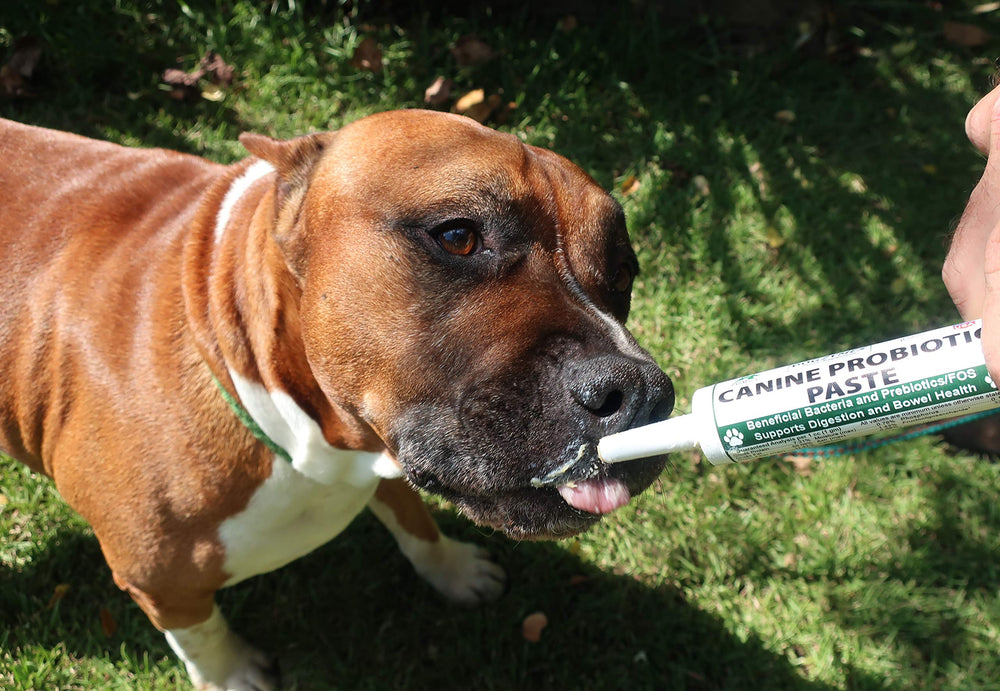 Dogzymes pasta probiótica para perros, sabor miel deshidratada para facilitar la ingesta.