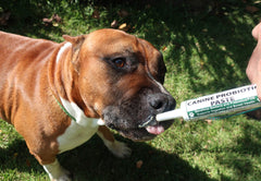 Dogzymes pasta probiótica para perros, sabor miel deshidratada para facilitar la ingesta.