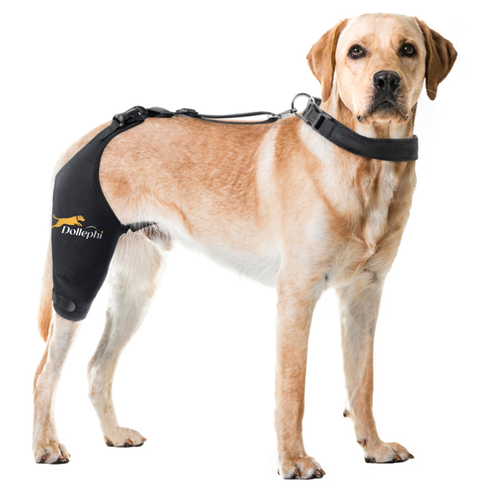 Dollephi rodilla-perro: ortesis de neopreno para ajuste cómodo y estable.