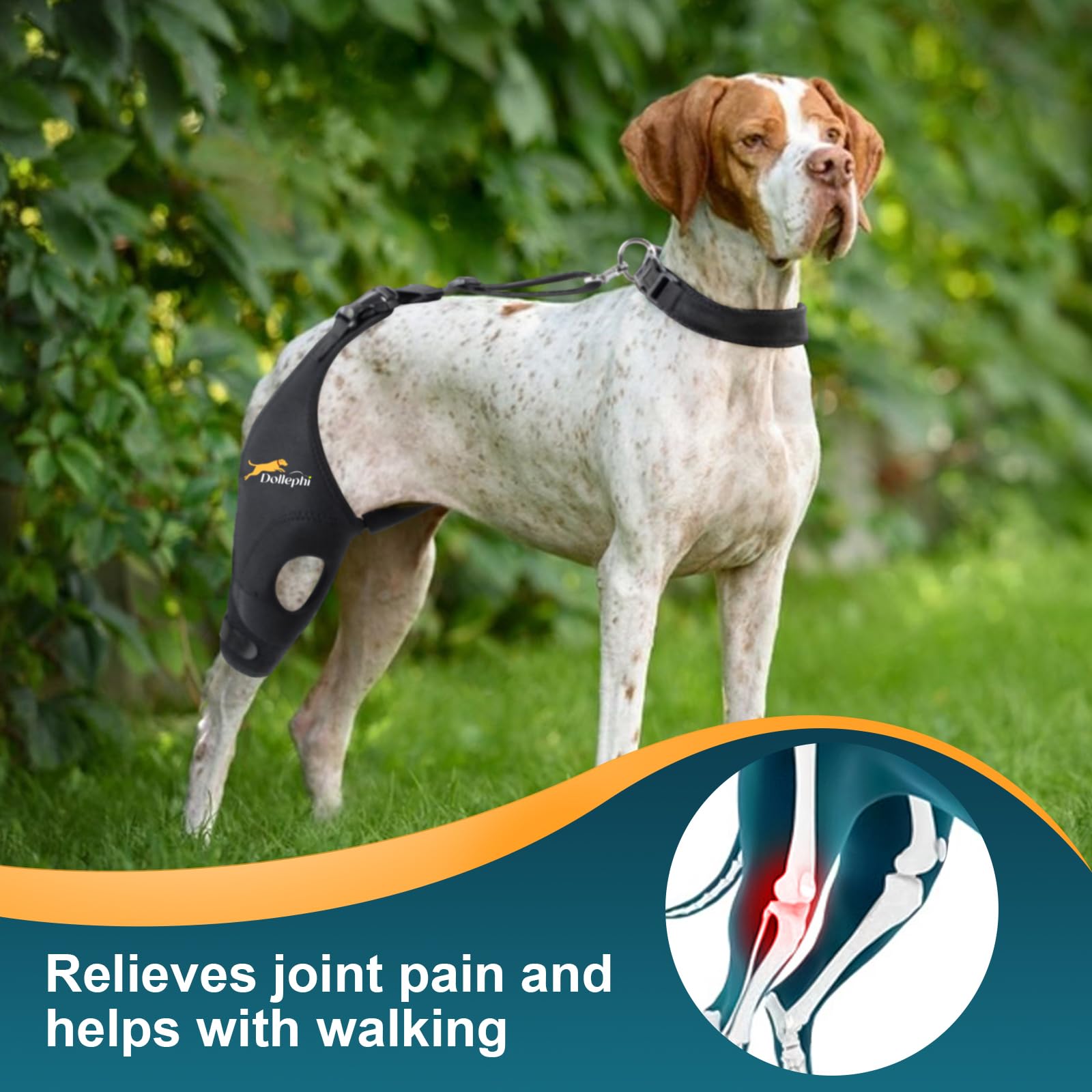 Rodilla de perro en neopreno duradero de Dollephi para confort.