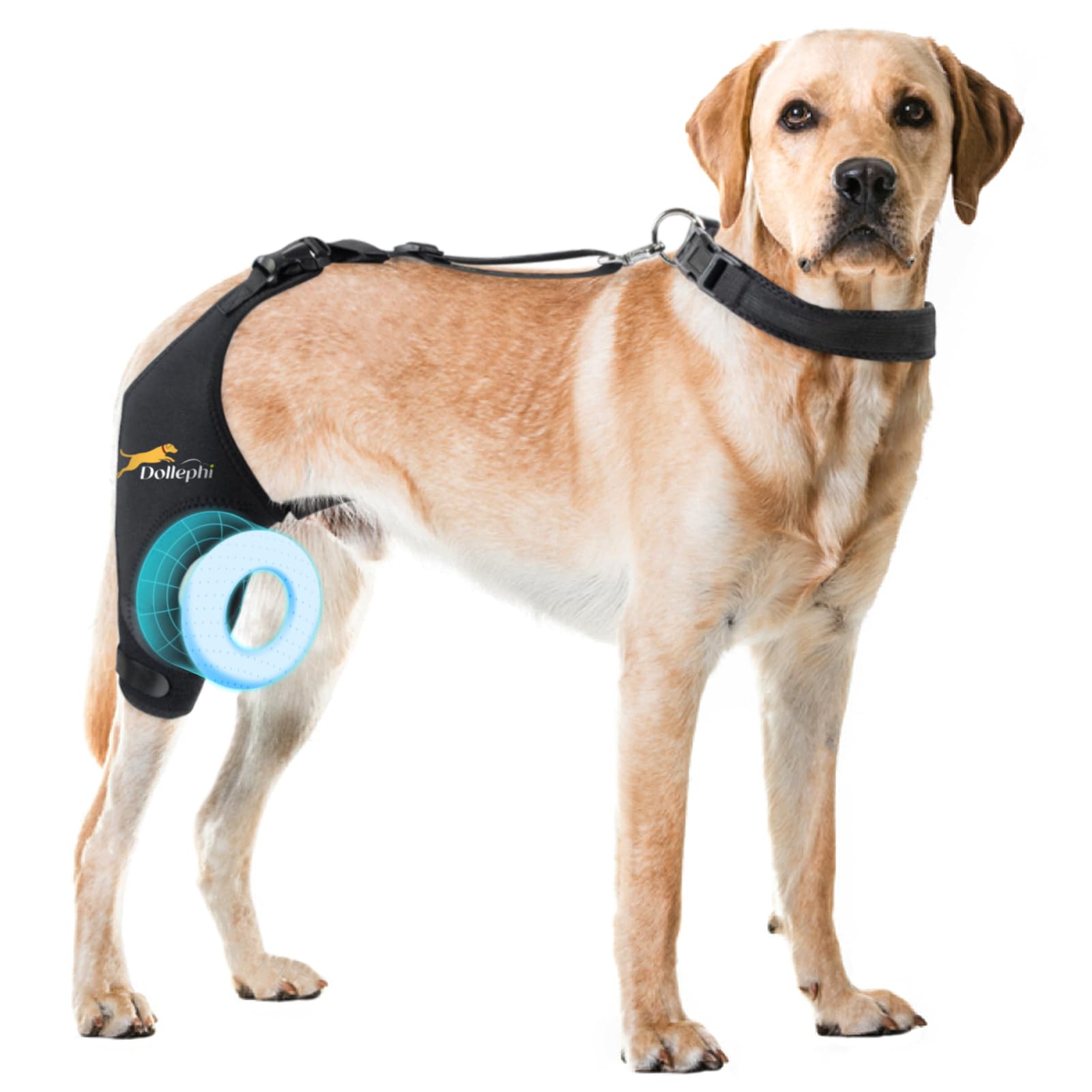 La rodilla de perro de Dollephi con soporte estabilizador para uso diario.