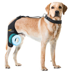 La rodilla de perro de Dollephi con soporte estabilizador para uso diario.