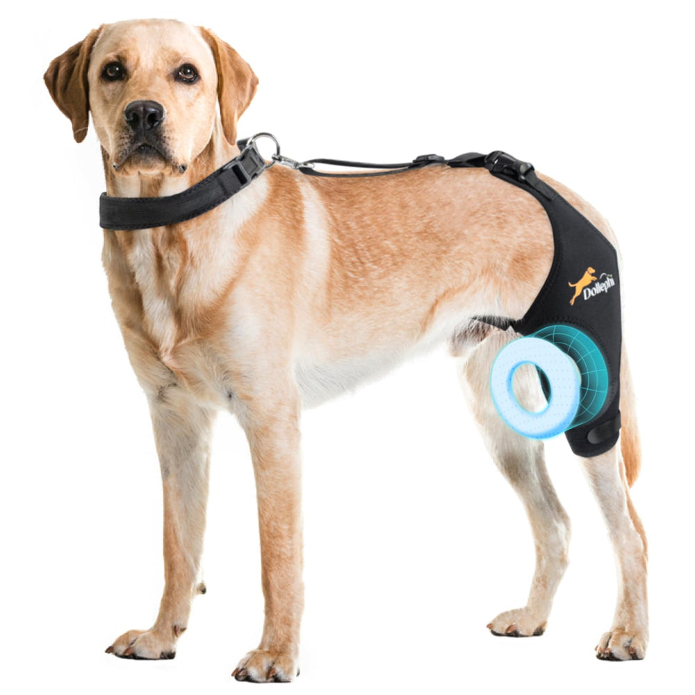 Dollephi rodillera para perro izquierda talla S en uso diario para mayor estabilidad.
