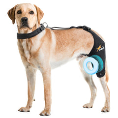 Dollephi rodillera para perro izquierda talla S en uso diario para mayor estabilidad.