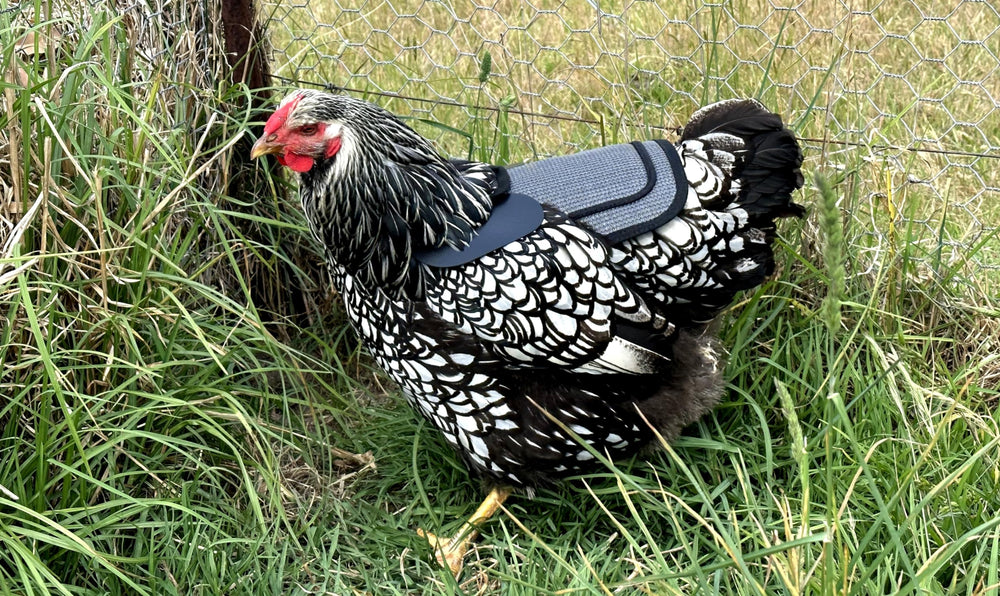 Protección de plumaje y espalda con arnés DOWN UNDER OUTDOORS para pollos