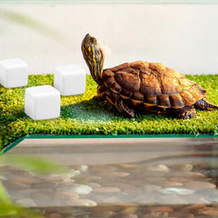 Piedras de calcio DQITJ para tortugas, tamaño compacto para comer directamente.
