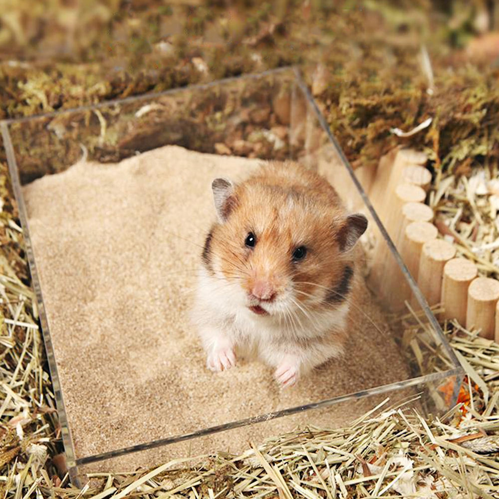 DR.DUDU guías para varios animales pequeños, roedores alrededor del área de baño.