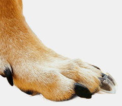Dr. McHenry's Dog Toe Treads: adhesivo para mayor tracción en cada paso.