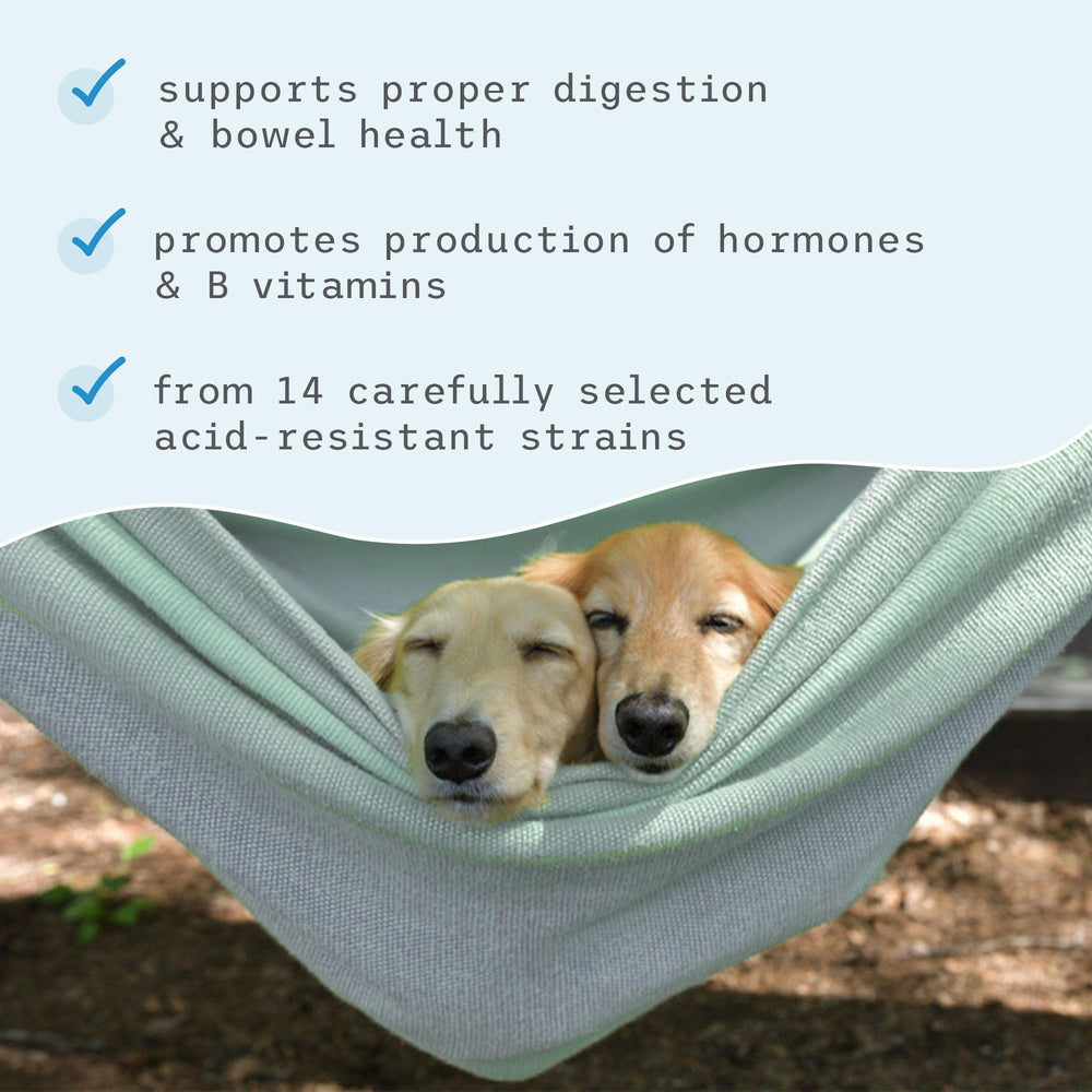 Gato junto al tazón con Bark Whiskers para salud intestinal