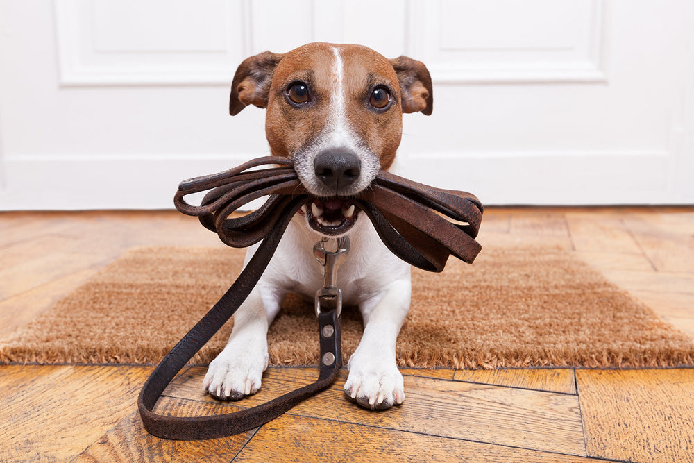 DrFormulas Probiotics para perros, apoyo digestivo durante cambios de dieta o estrés