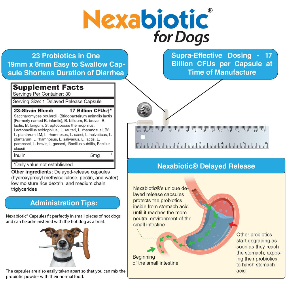 DrFormulas Probiotics para perros, botella de 30 dosis, dosificación diaria fácil