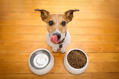 DrFormulas Probiotics para perros, hecho en EE. UU. con ingredientes de calidad humana